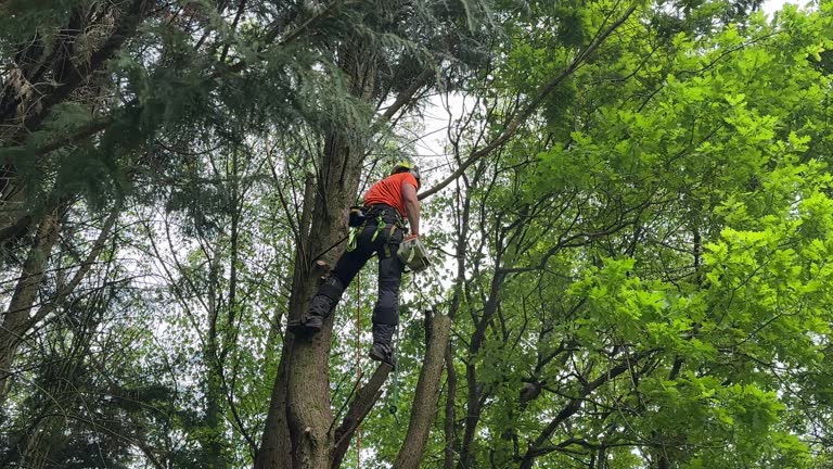 Best Tree Disease Treatment  in Ajo, AZ